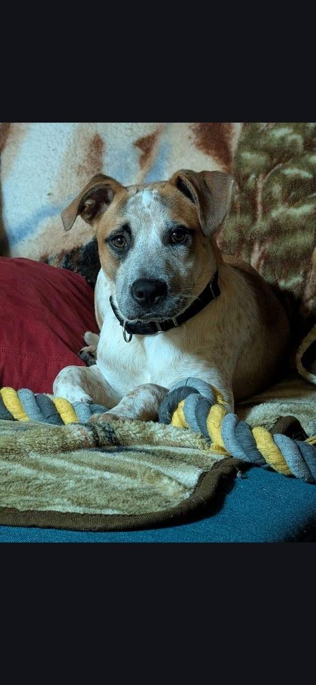 Enlarge Bolt, a Adoptable mixed breed in Irwin, PA image 3/6
