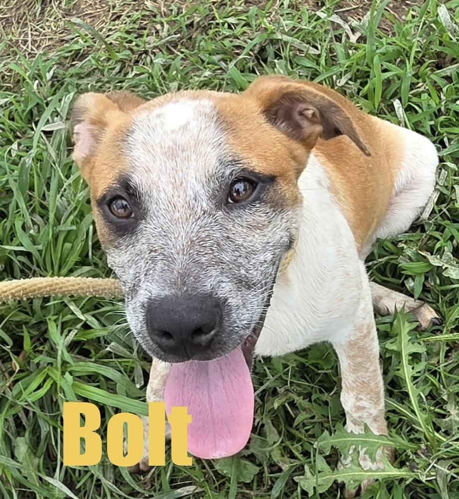 Enlarge Bolt, a Adoptable mixed breed in Irwin, PA image 4/6