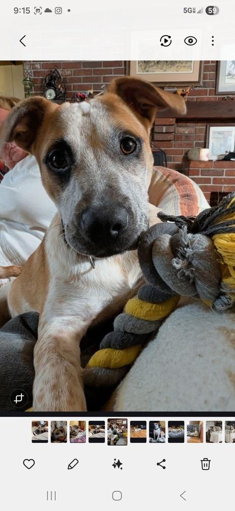 Enlarge Bolt, a Adoptable mixed breed in Irwin, PA image 5/6