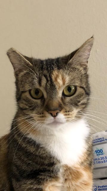 Momo-Chan, Adoptable, Adult Female Domestic Short Hair.