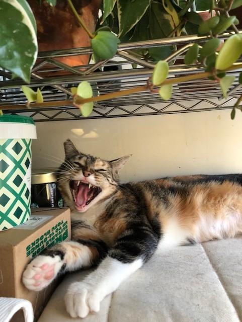 Enlarge Momo-Chan, a Adoptable Domestic Short Hair in Los Angeles, CA image 3/4