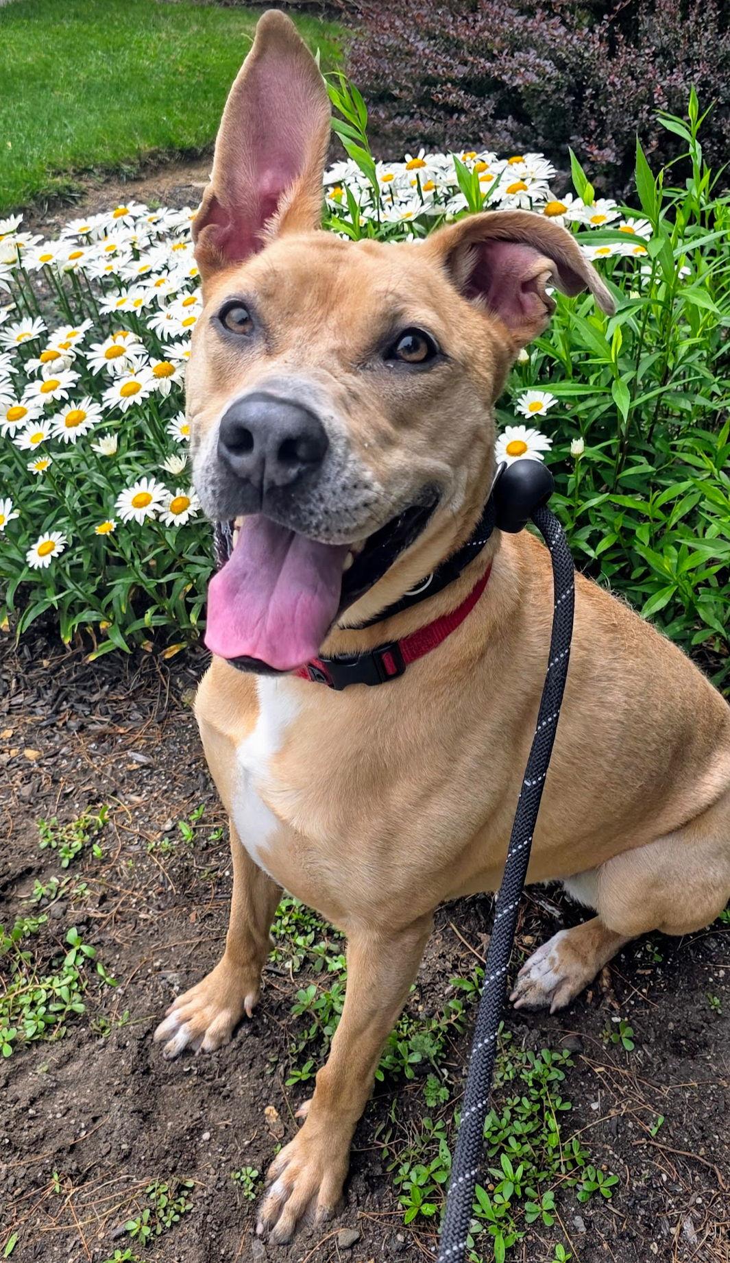 Enlarge Kiya Lizman, a Adoptable mixed breed in Rockaway, NJ image 2/3