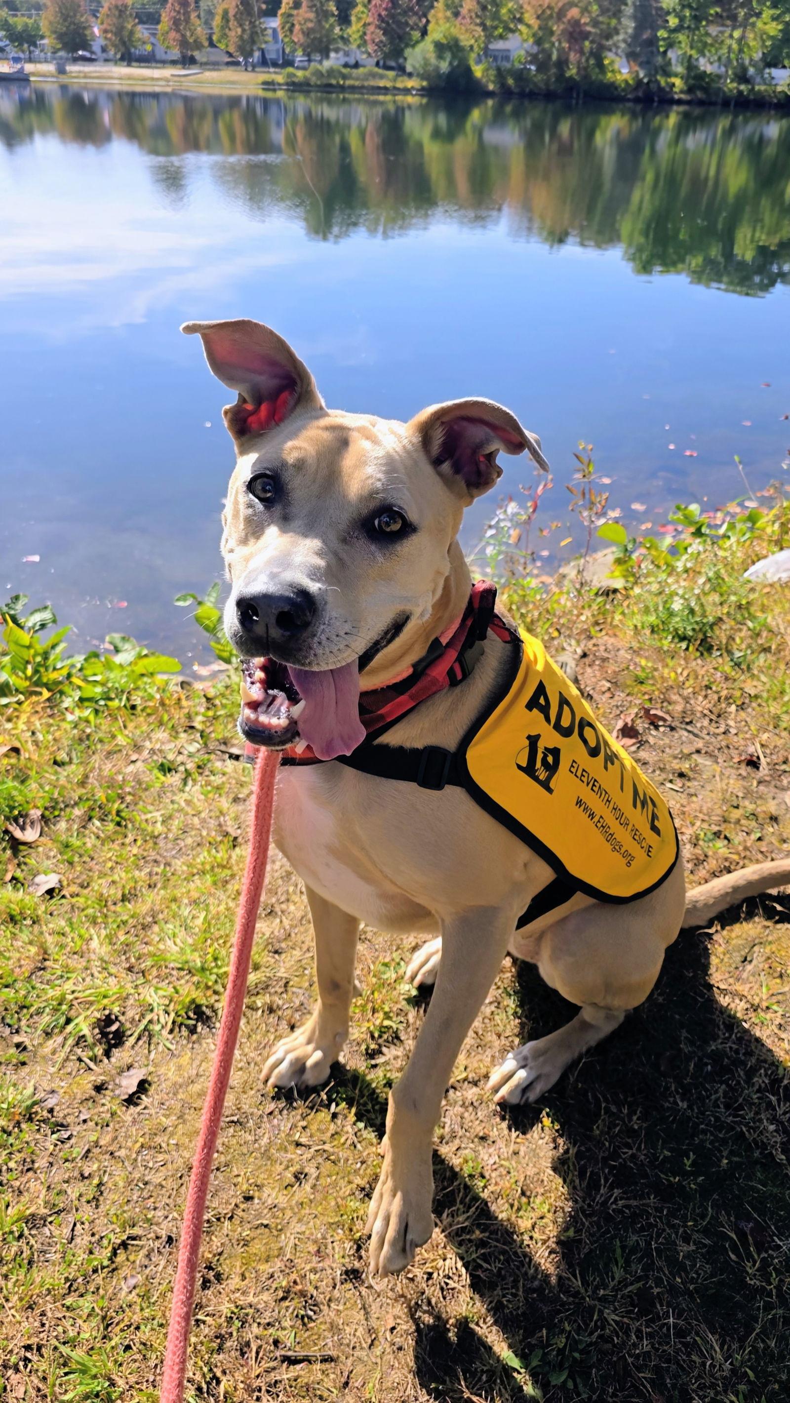 Enlarge Kiya Lizman, a Adoptable mixed breed in Rockaway, NJ image 3/3