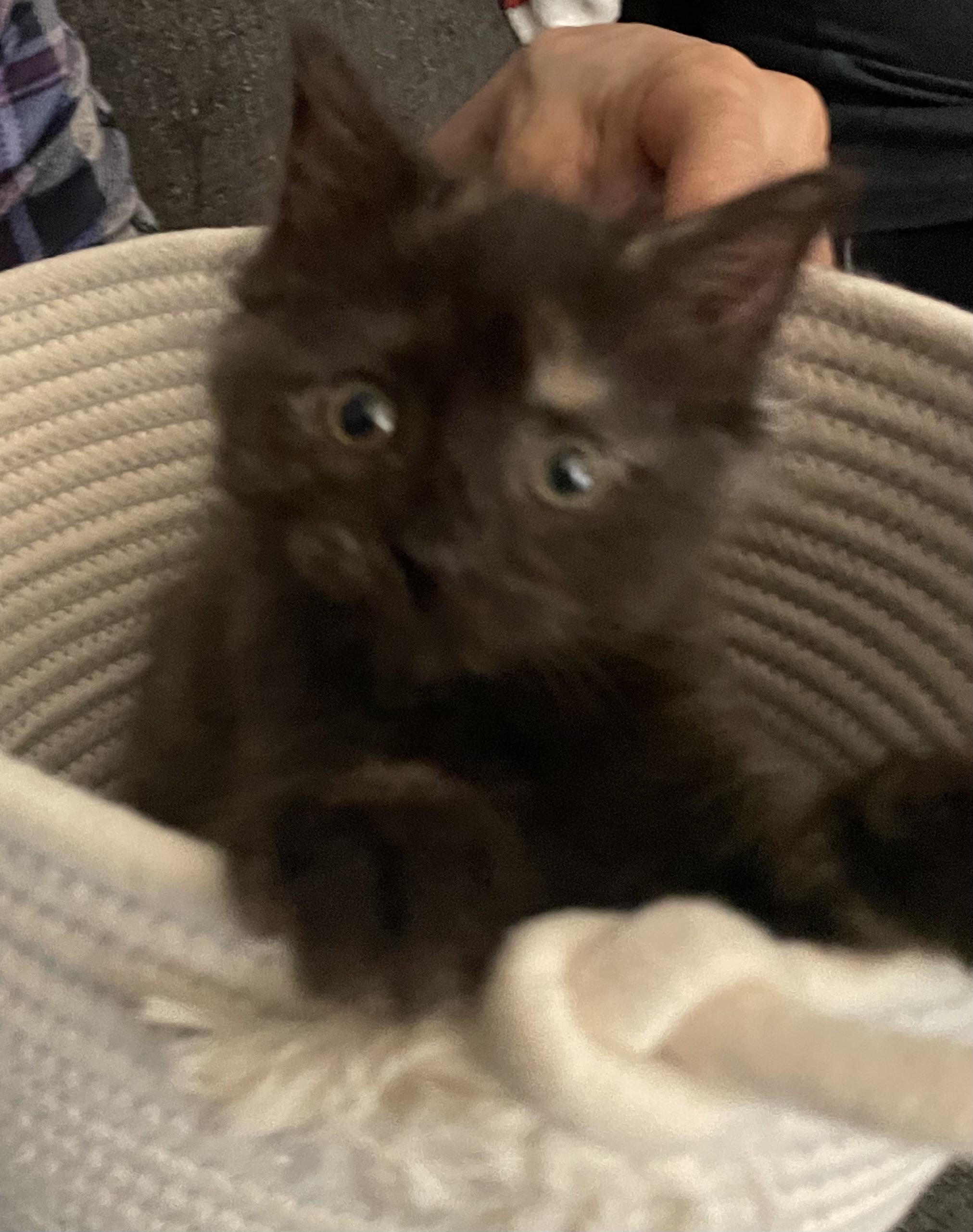 Hope, a ADOPTABLE Domestic Long Hair in Westland, MI image 2/5