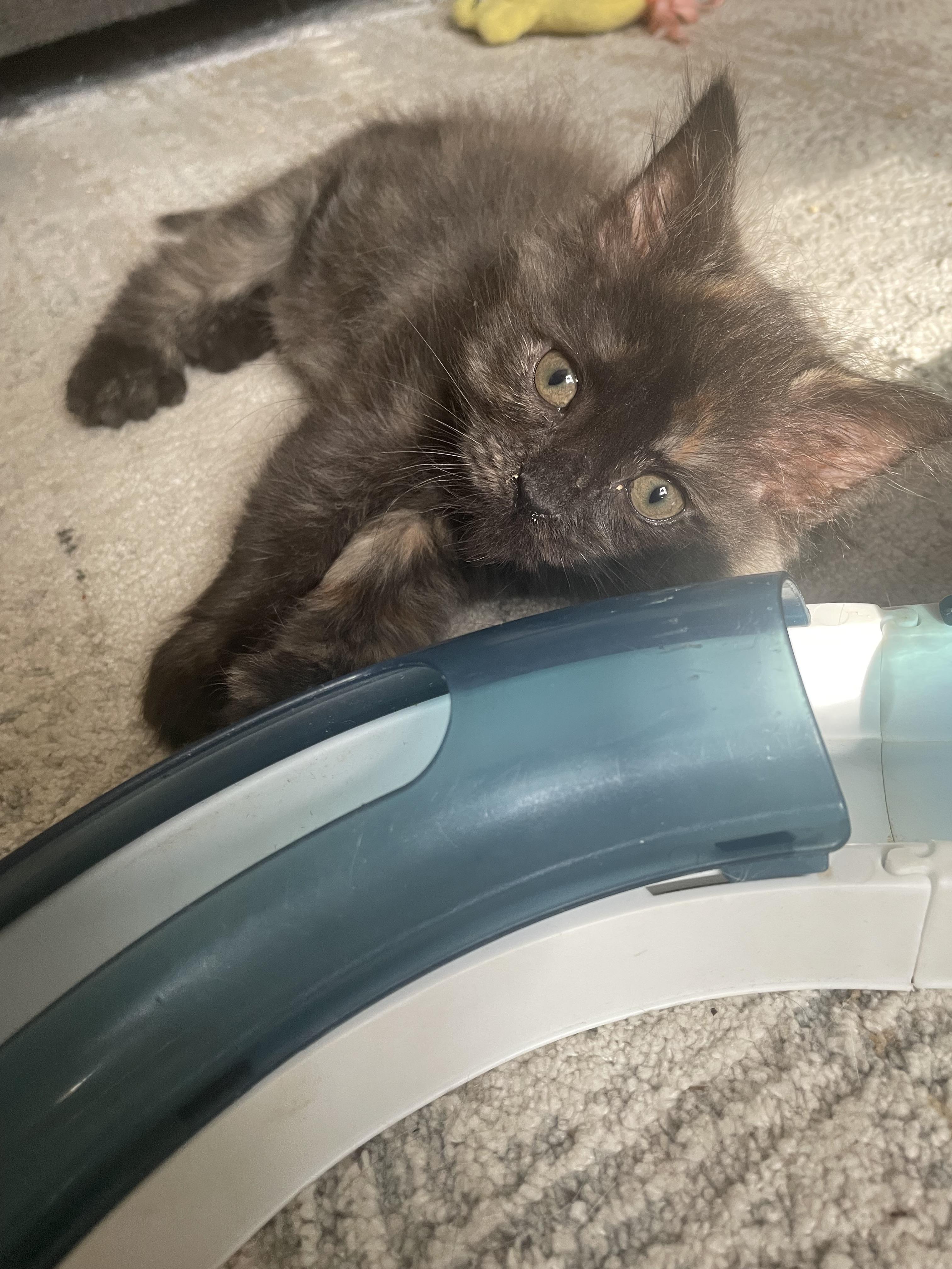 Hope, a ADOPTABLE Domestic Long Hair in Westland, MI image 4/5