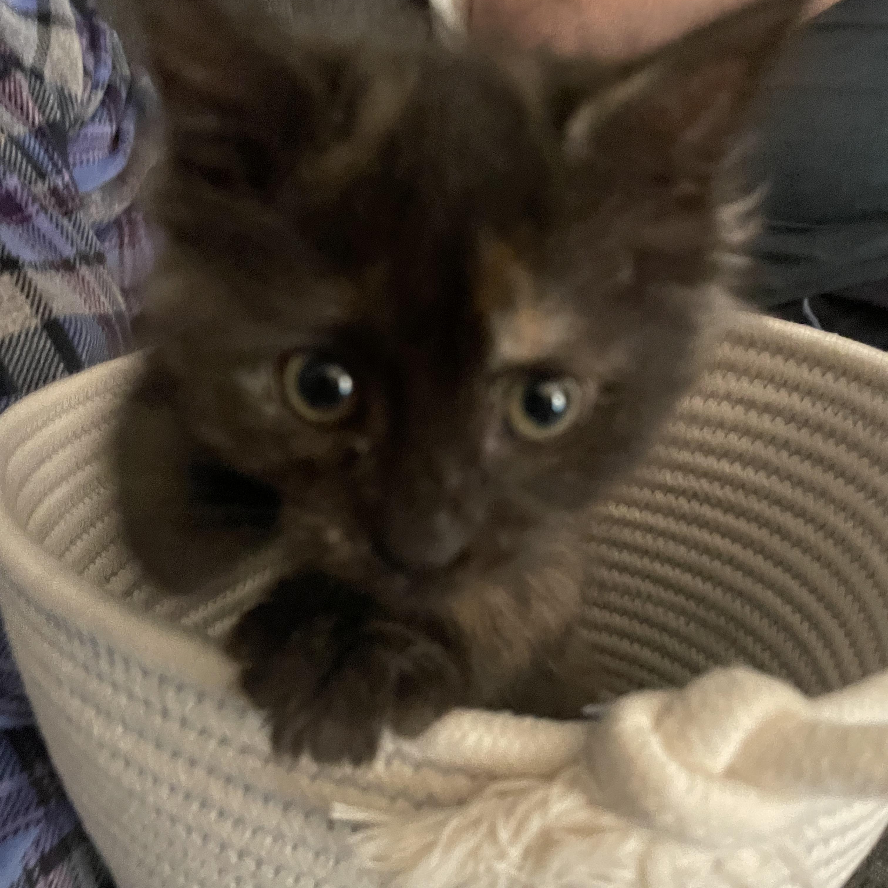 Hope, ADOPTABLE, Kitten Female Domestic Long Hair.