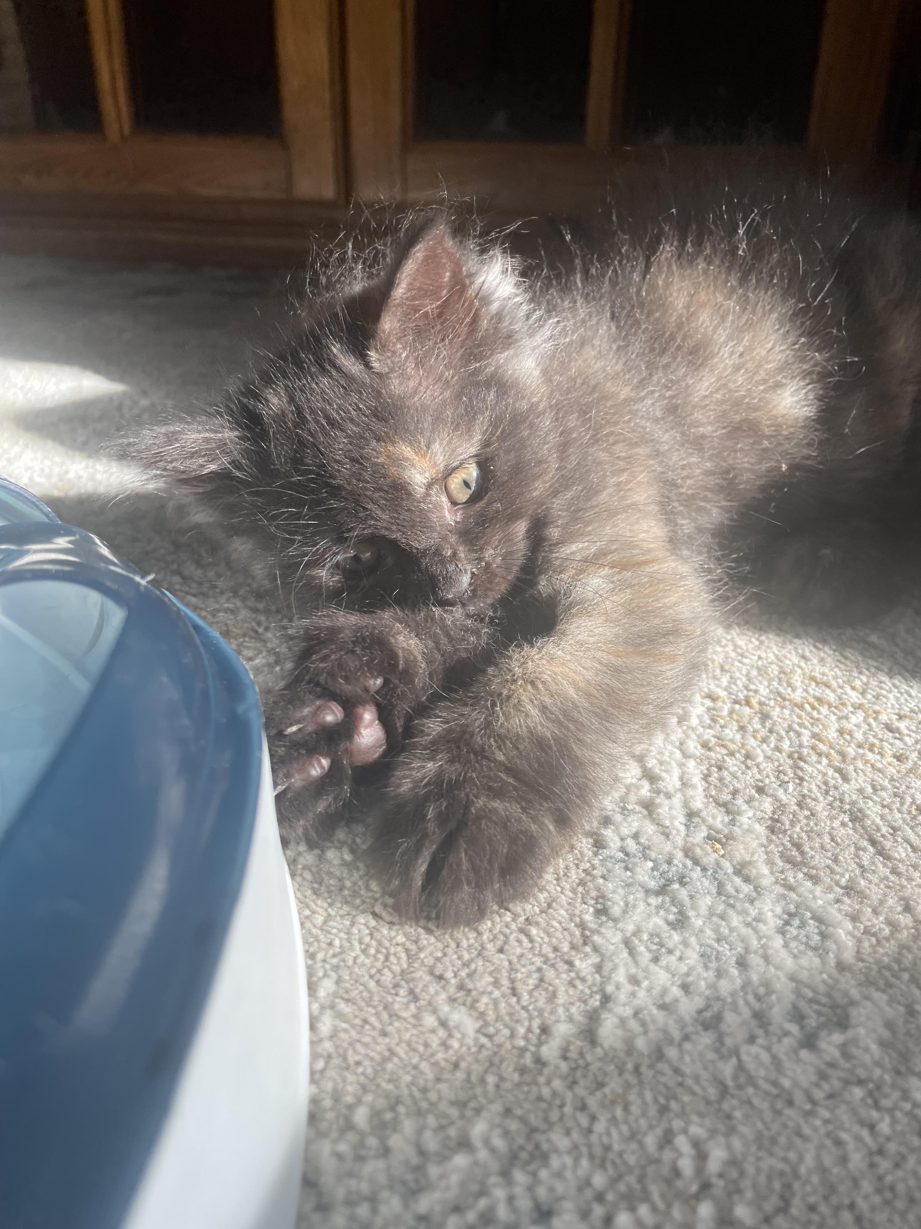 Hope, a ADOPTABLE Domestic Long Hair in Westland, MI image 3/5