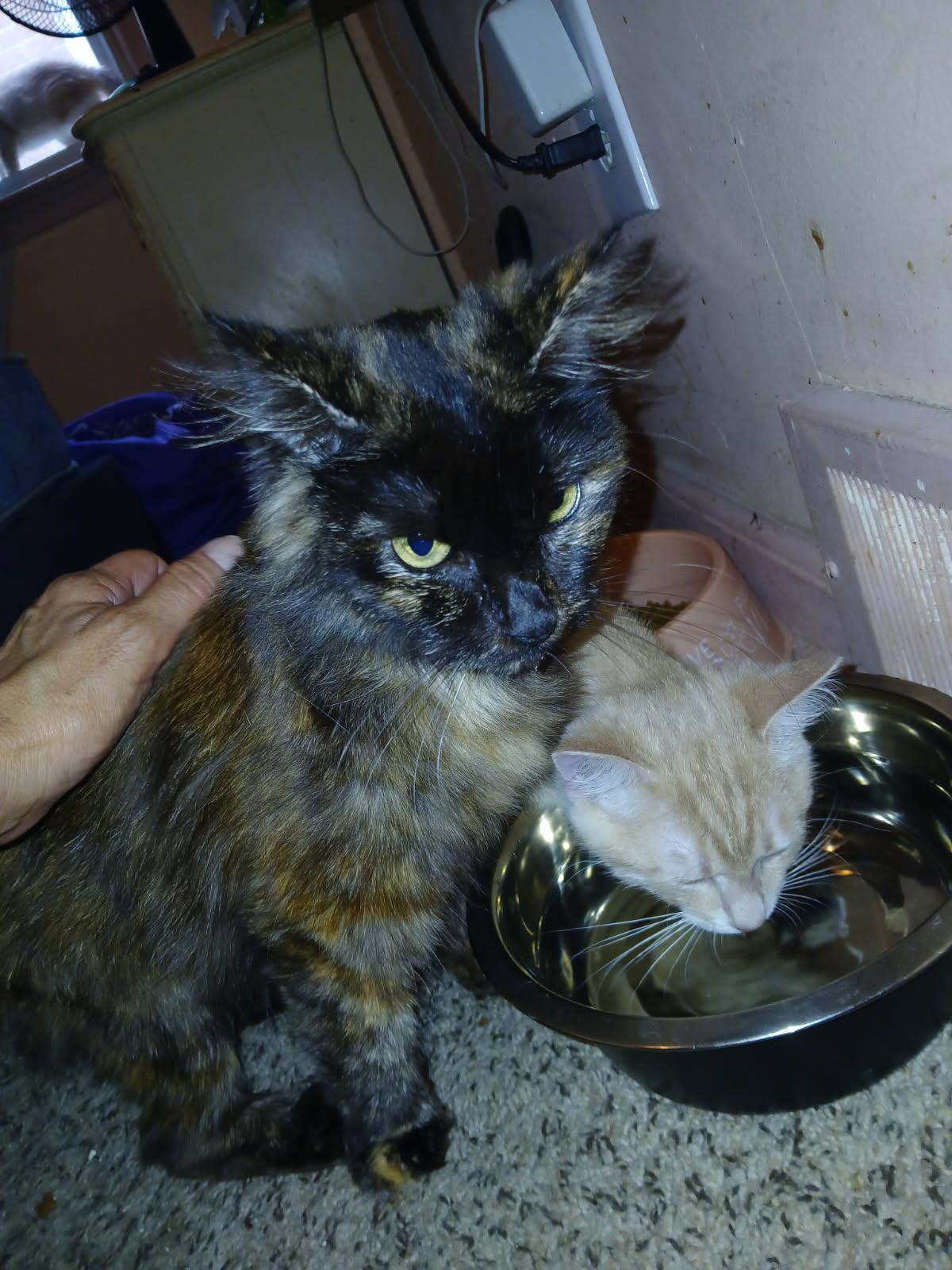 Hope, a ADOPTABLE Domestic Long Hair in Westland, MI image 5/5