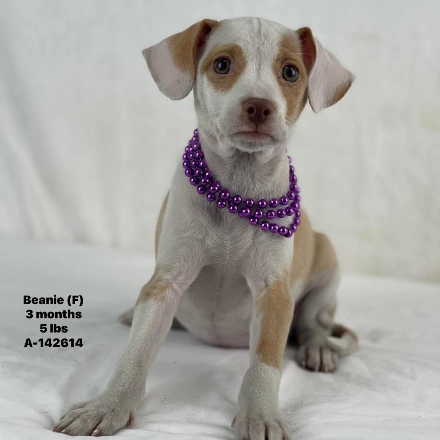 Beanie - Local Oregon, adoptable, Puppy Female Labrador Retriever.