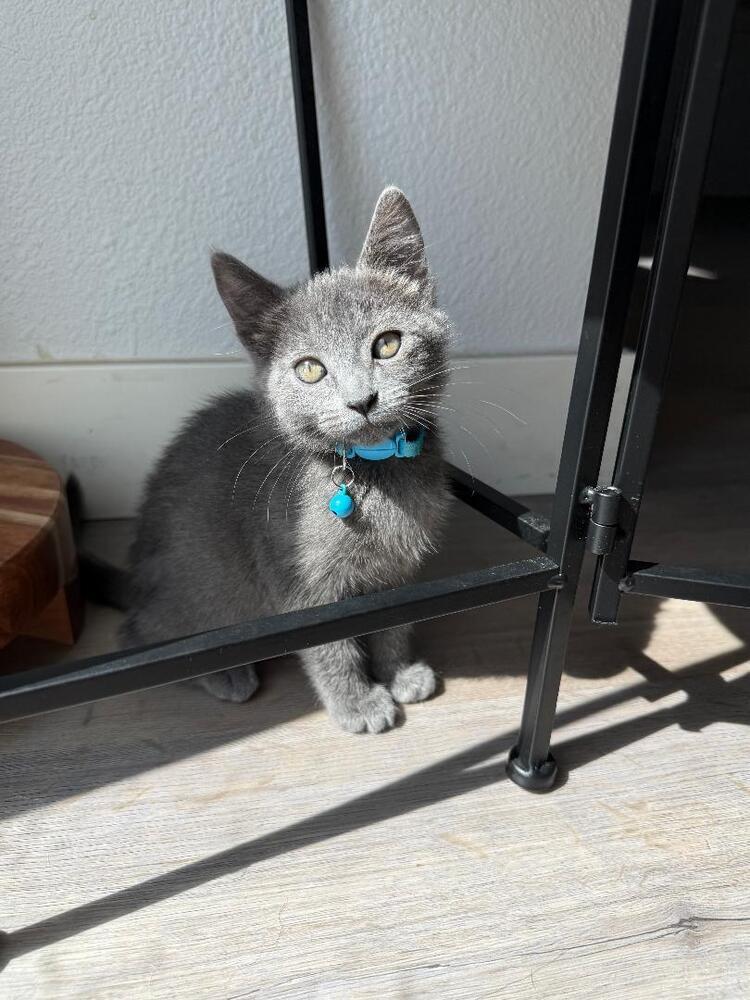 Enlarge Sam, a Adoptable Russian Blue in Oceanside, CA image 2/5