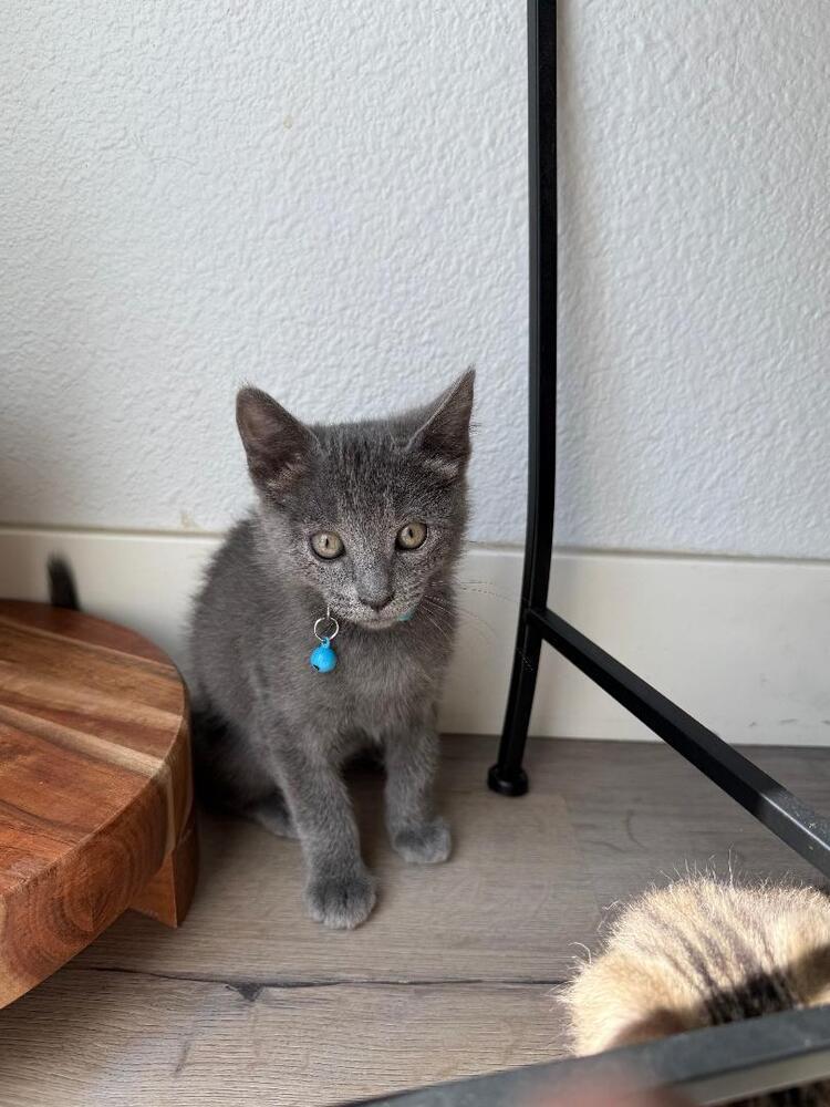 Sam, Adoptable, Kitten Male Russian Blue.