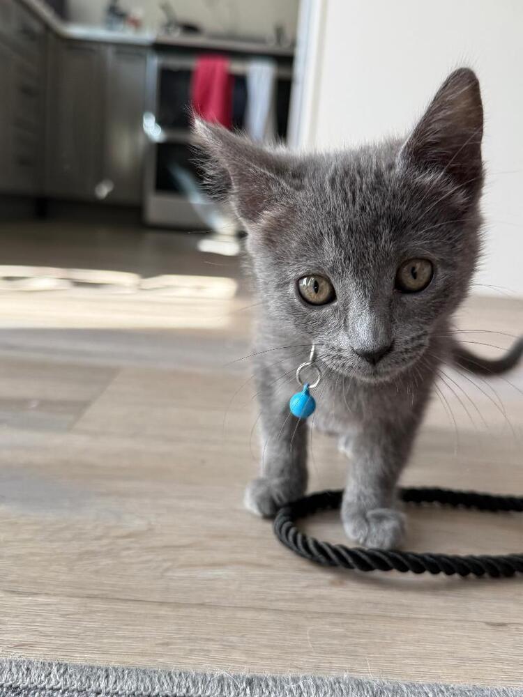 Enlarge Sam, a Adoptable Russian Blue in Oceanside, CA image 4/5