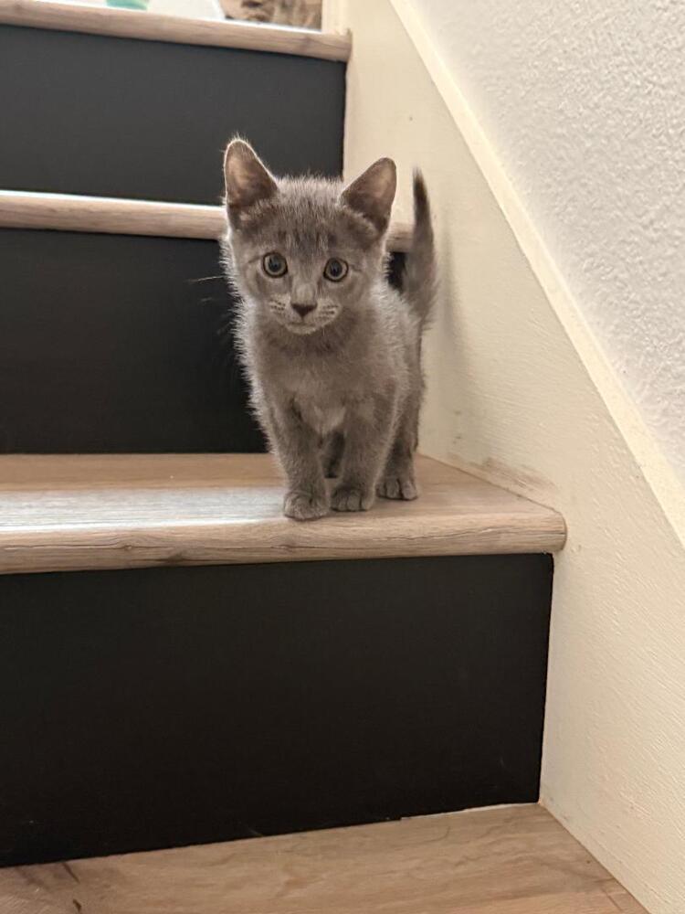 Enlarge Sam, a Adoptable Russian Blue in Oceanside, CA image 5/5