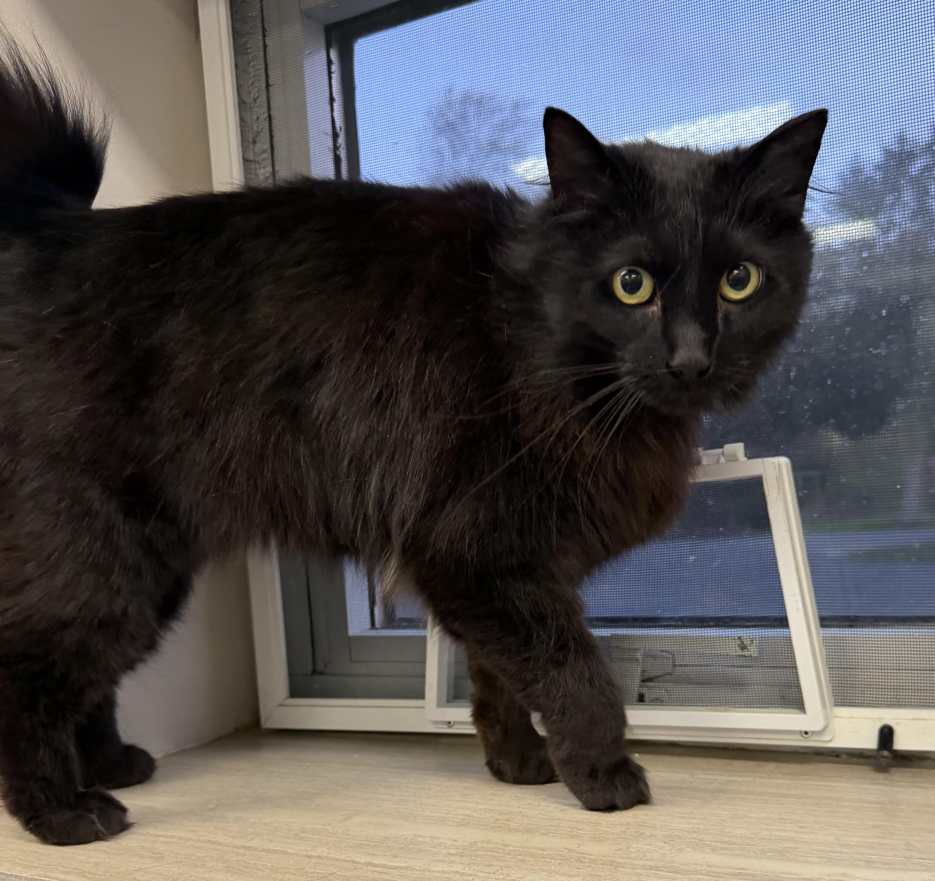 Maggie, a ADOPTABLE Domestic Long Hair in Dunkirk, NY image 4/4