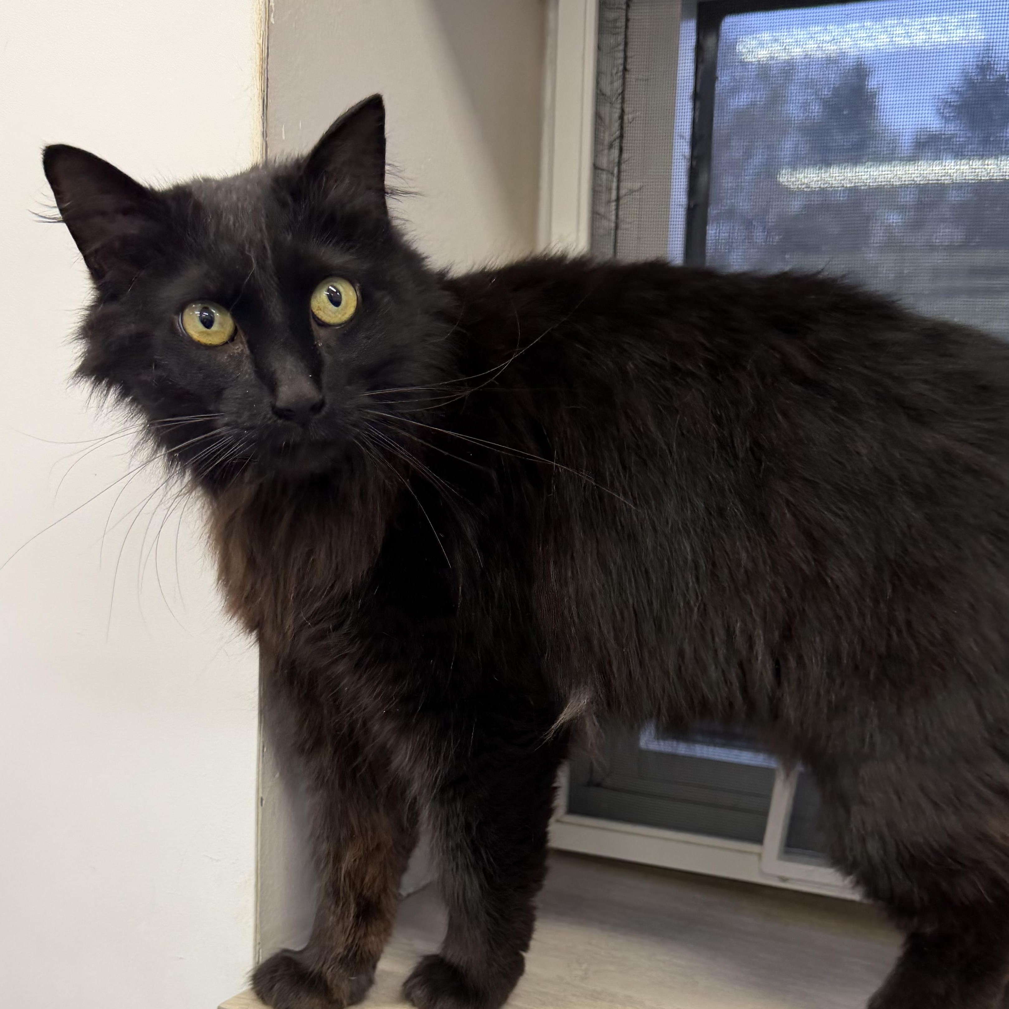 Maggie, ADOPTABLE, Adult Female Domestic Long Hair.