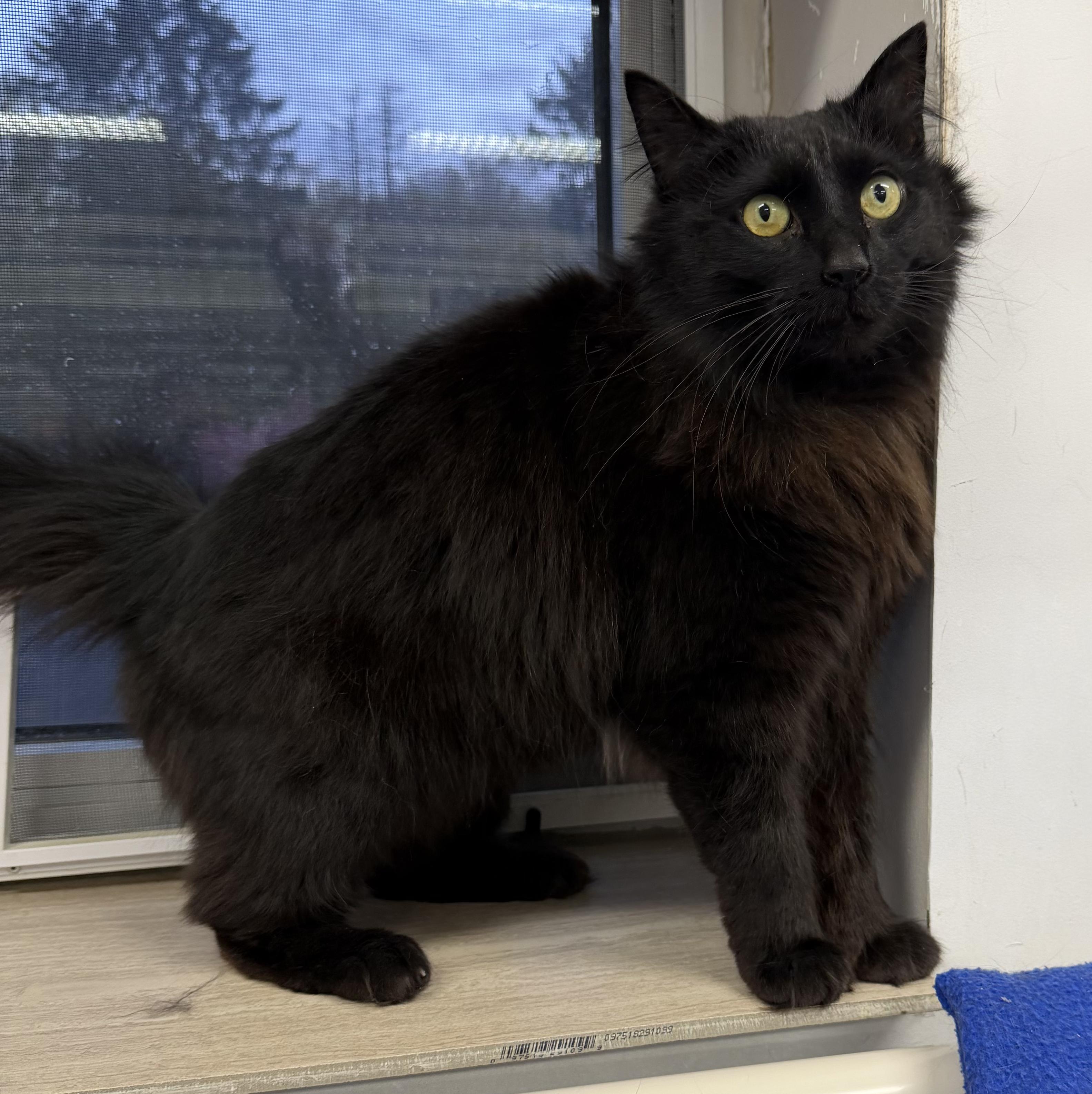 Maggie, a ADOPTABLE Domestic Long Hair in Dunkirk, NY image 3/4