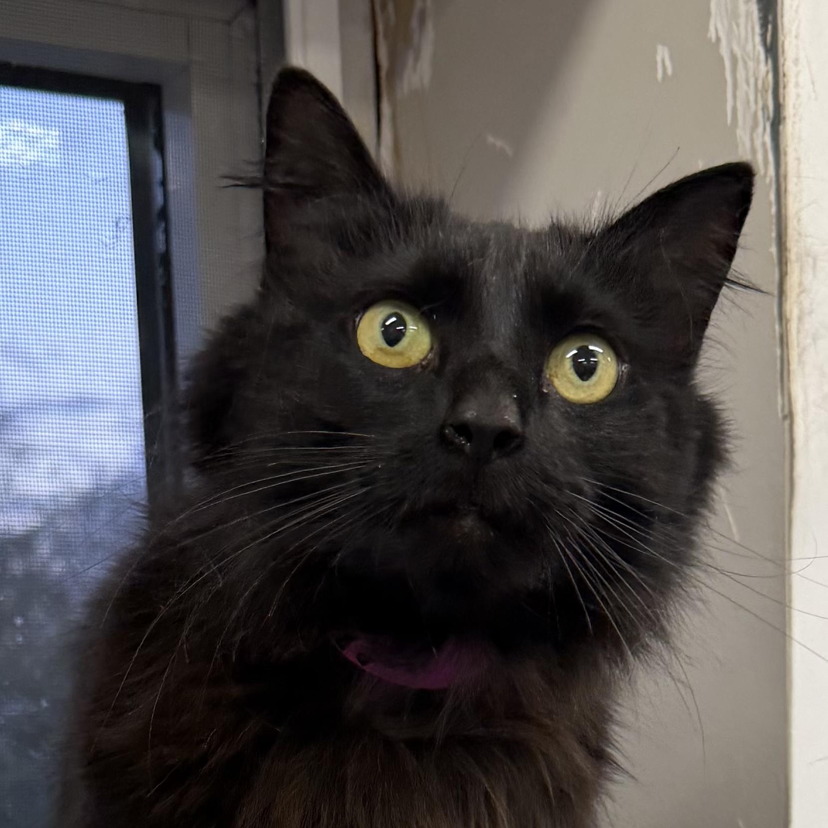 Maggie, a ADOPTABLE Domestic Long Hair in Dunkirk, NY image 2/4