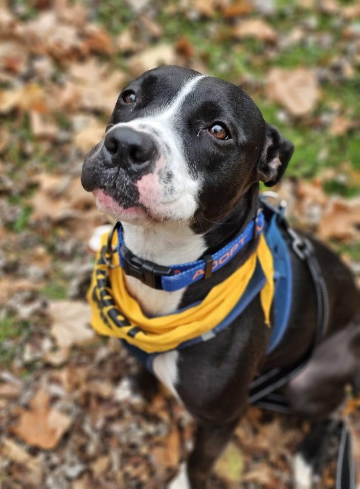 Rosebud aka Rosie, Adoptable, Young Female Pit Bull Terrier.