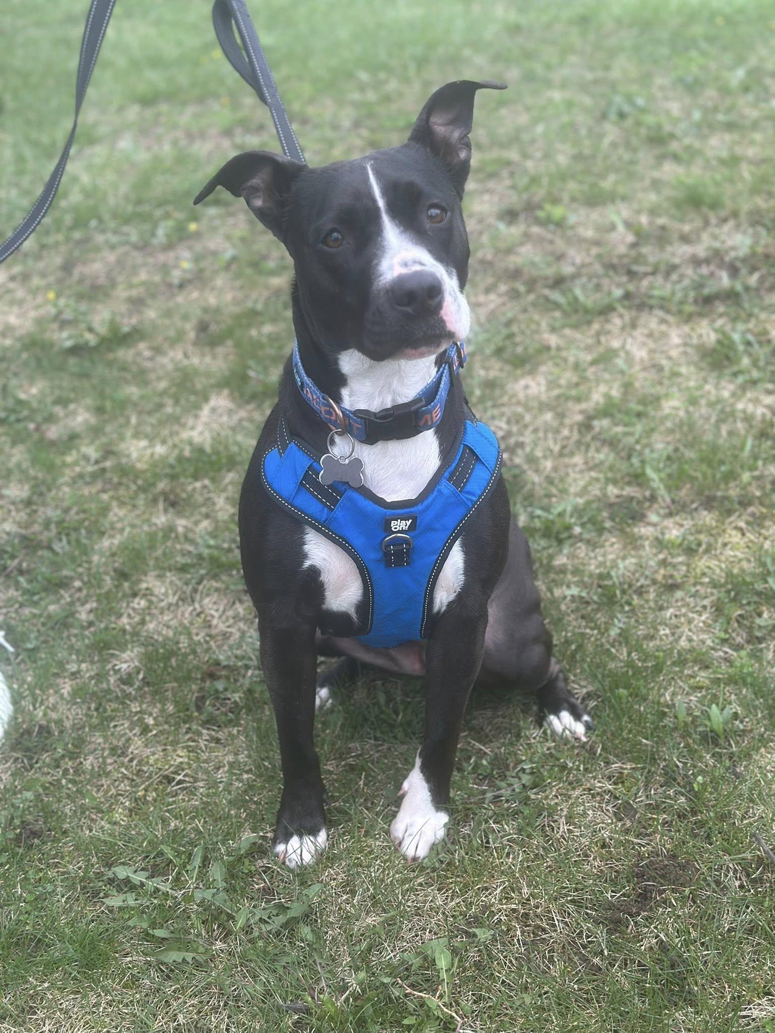 Rosebud aka Rosie, a Adoptable mixed breed image 2/5