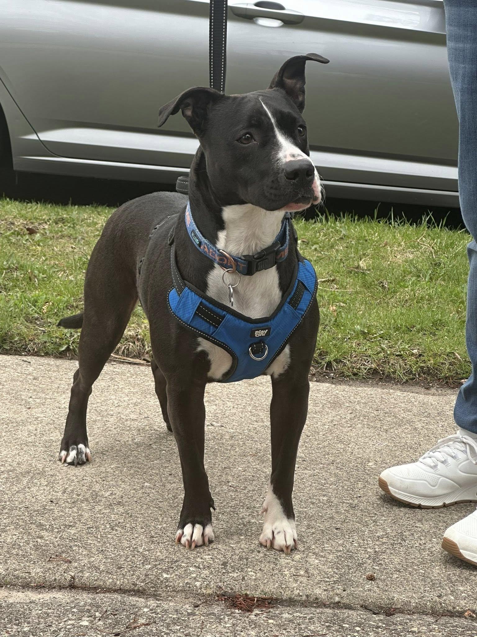 Rosebud aka Rosie, a Adoptable mixed breed image 4/5