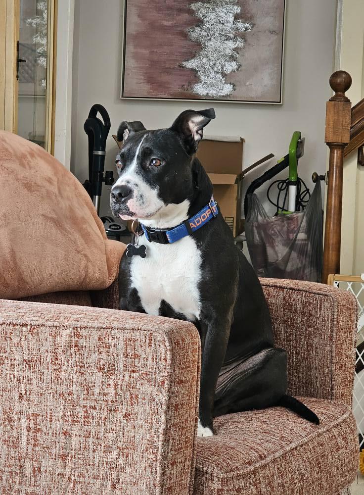 Rosebud aka Rosie, a Adoptable mixed breed image 5/5