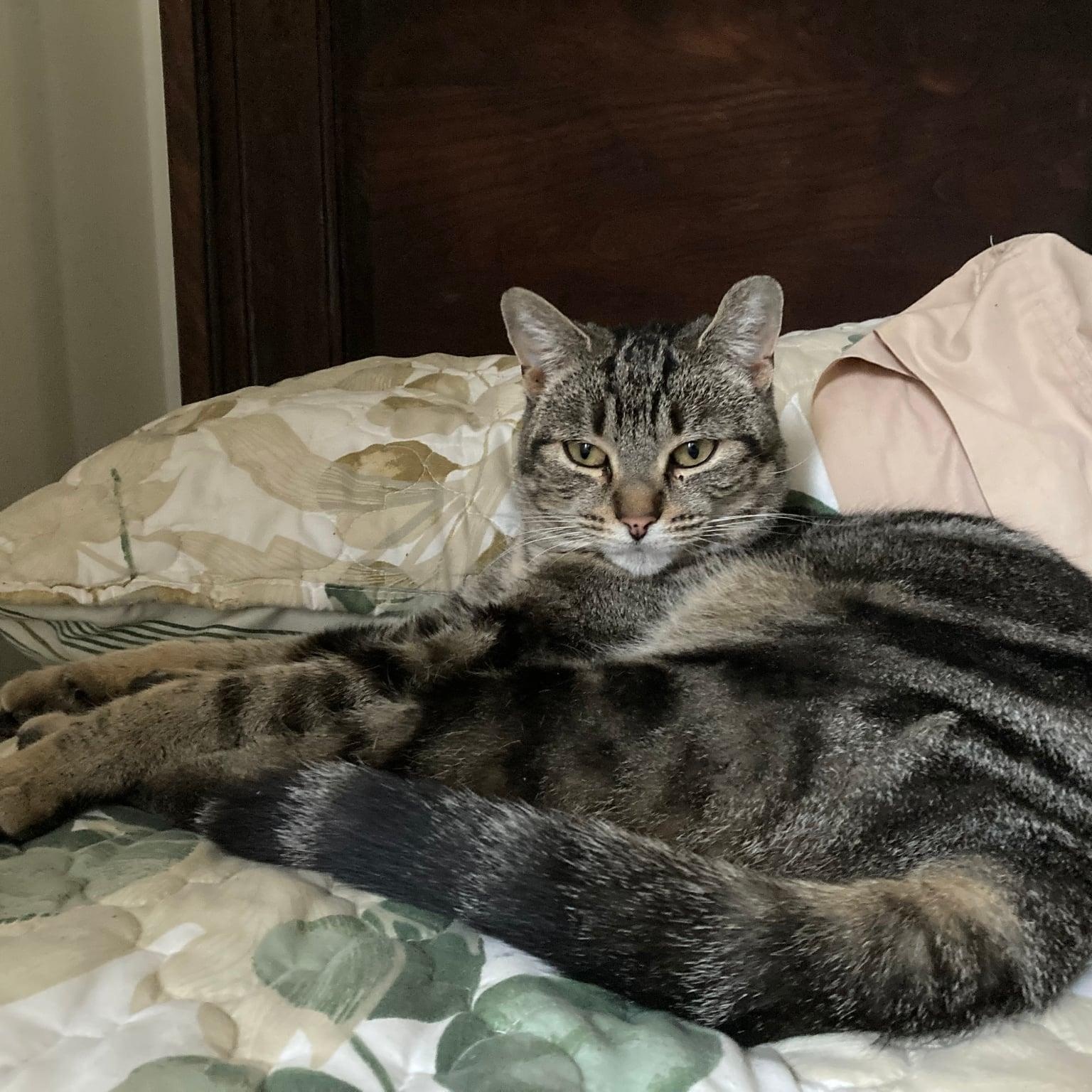 Enlarge Francis, an adopted Domestic Short Hair in Shelby Township, MI image 1/1