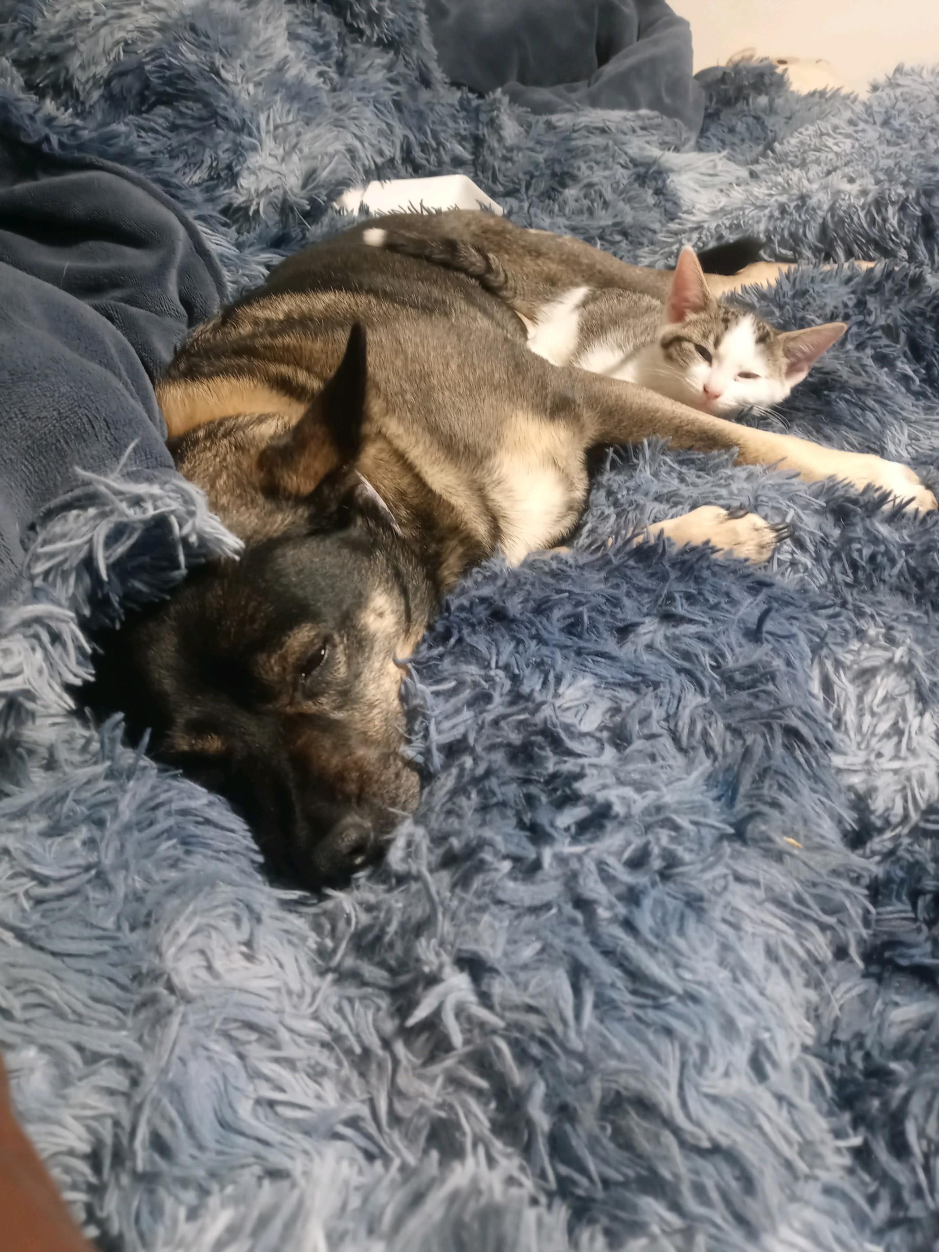 Enlarge The Fool, a ADOPTABLE Domestic Short Hair in Philadelphia, PA image 6/6