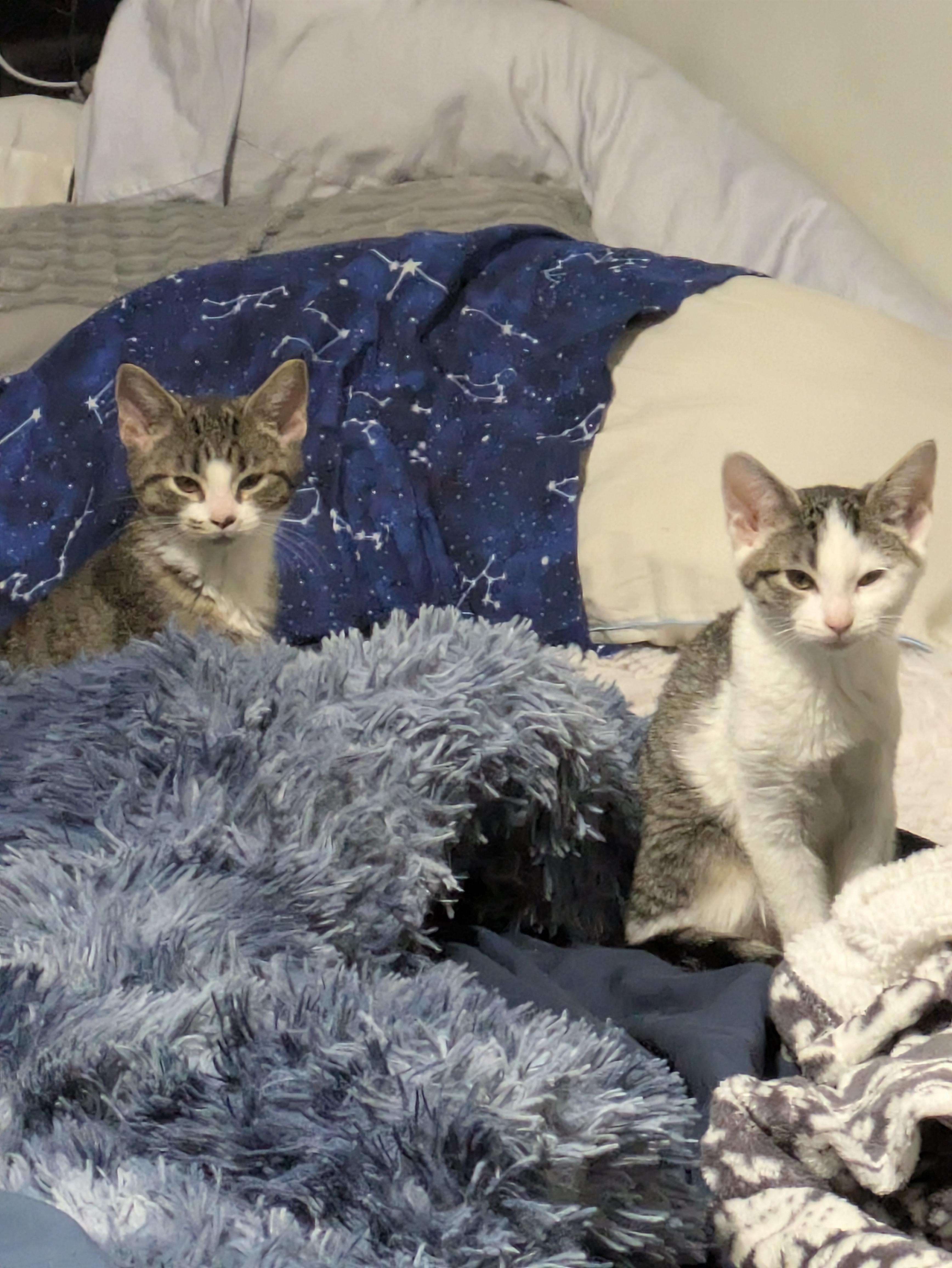 Enlarge The Fool, a ADOPTABLE Domestic Short Hair in Philadelphia, PA image 5/6