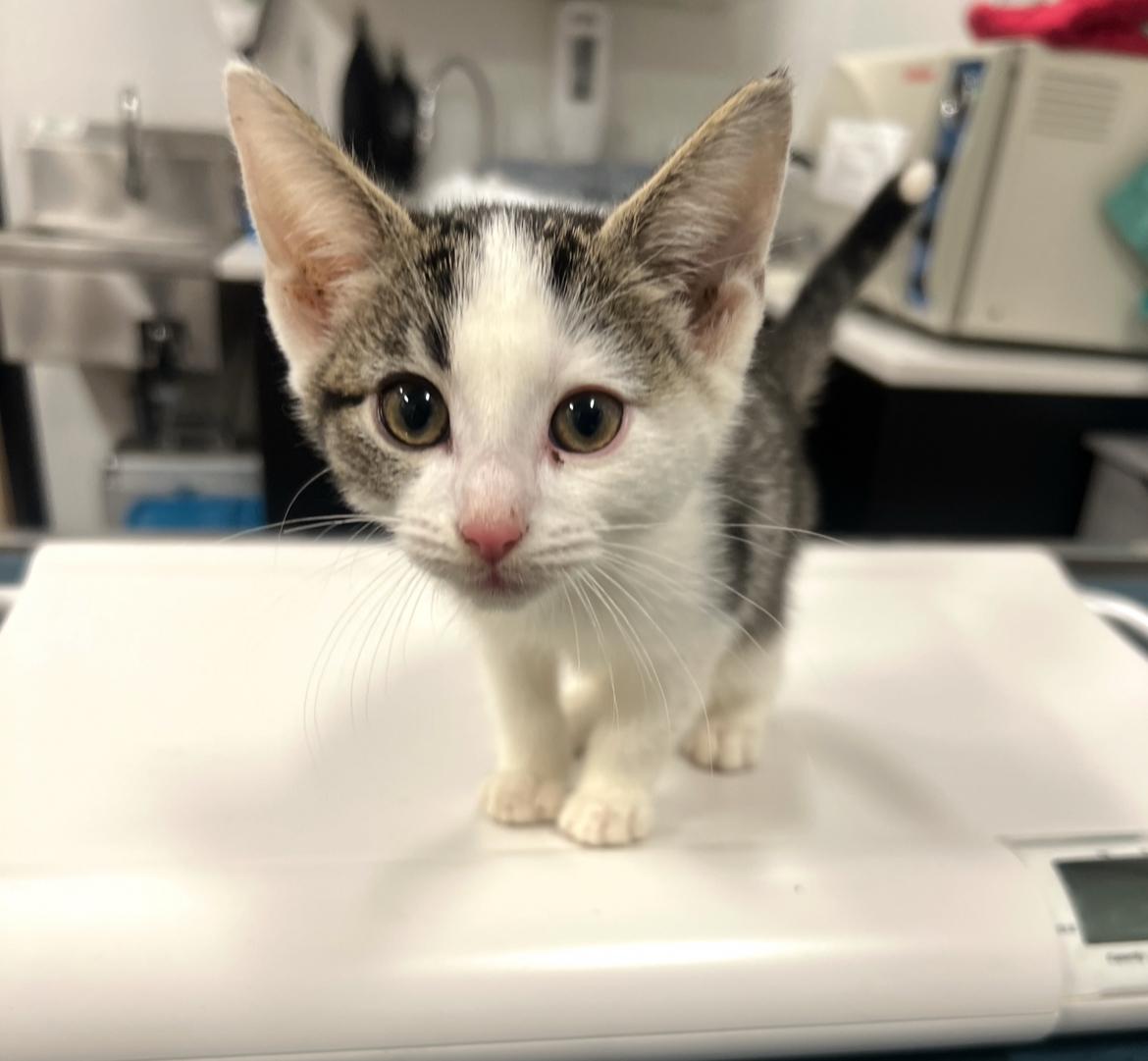 Enlarge The Fool, a ADOPTABLE Domestic Short Hair in Philadelphia, PA image 1/6