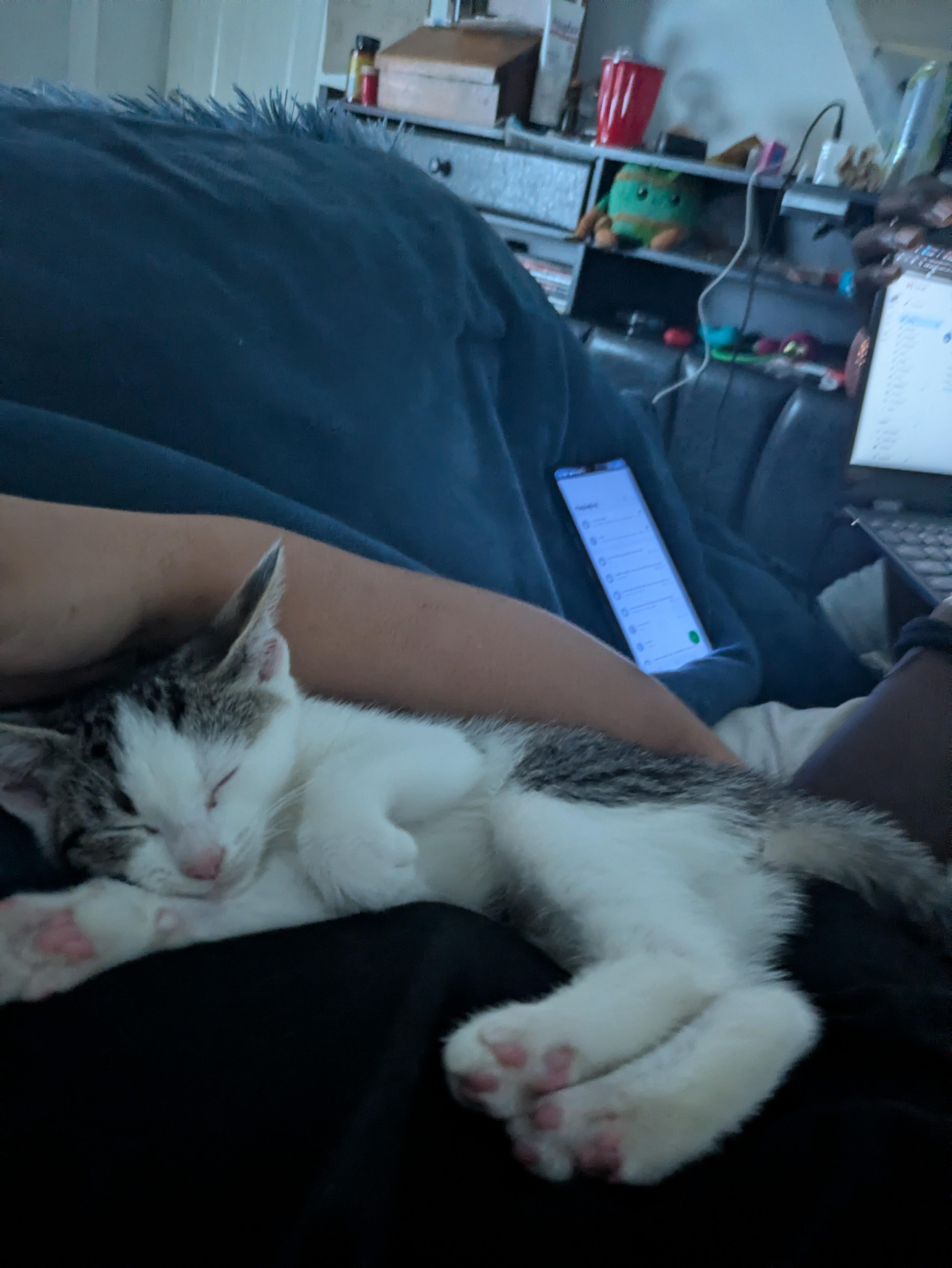 Enlarge The Fool, a ADOPTABLE Domestic Short Hair in Philadelphia, PA image 2/6