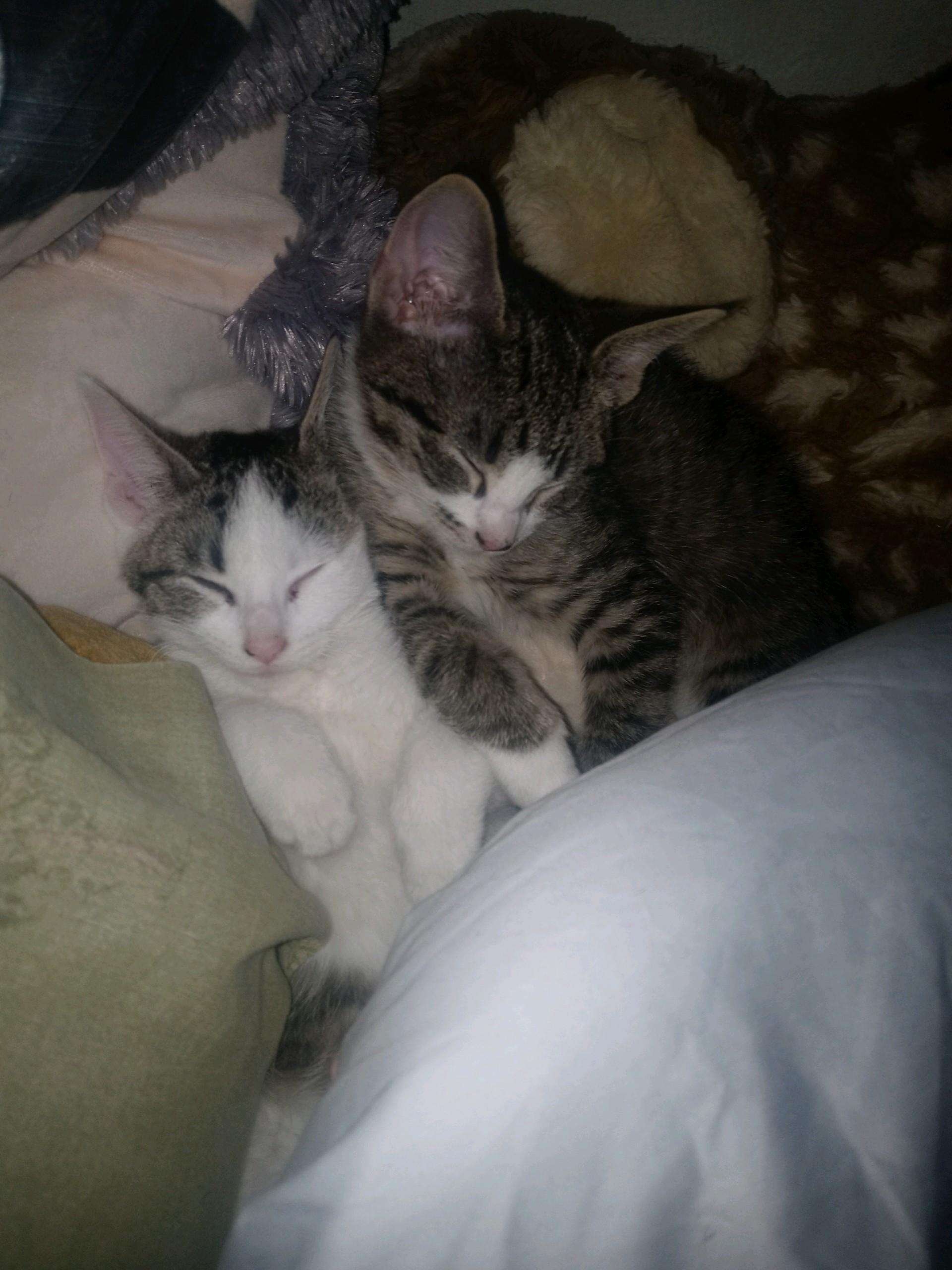 Enlarge The Fool, a ADOPTABLE Domestic Short Hair in Philadelphia, PA image 4/6