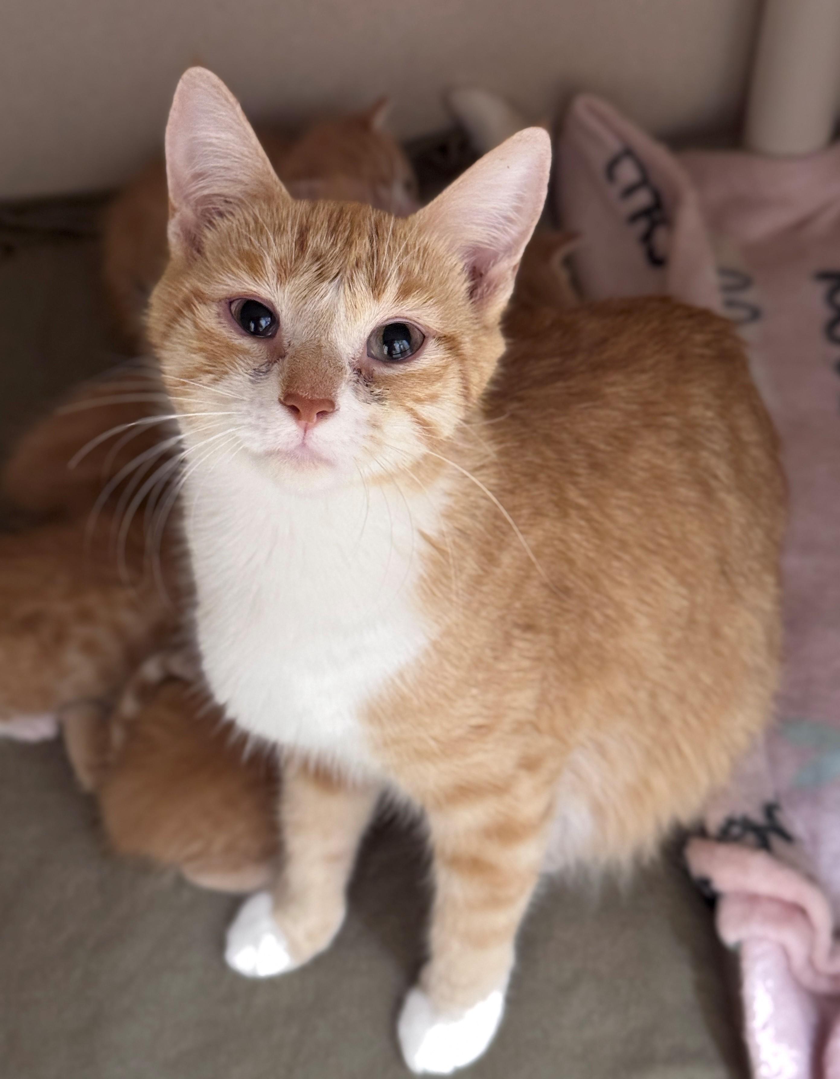 Sundae, Adoptable, Adult Female Domestic Short Hair.