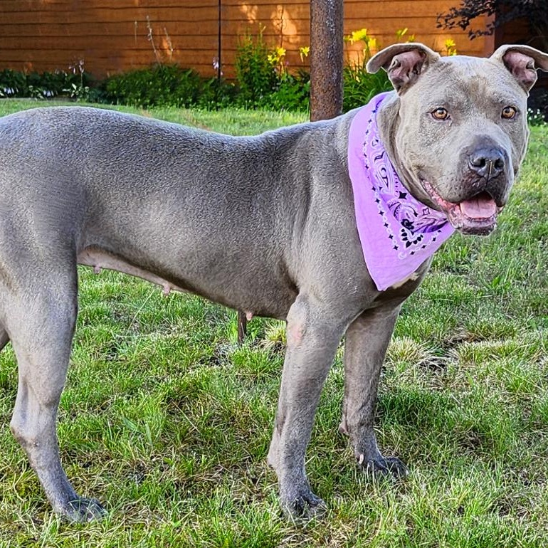 Gia