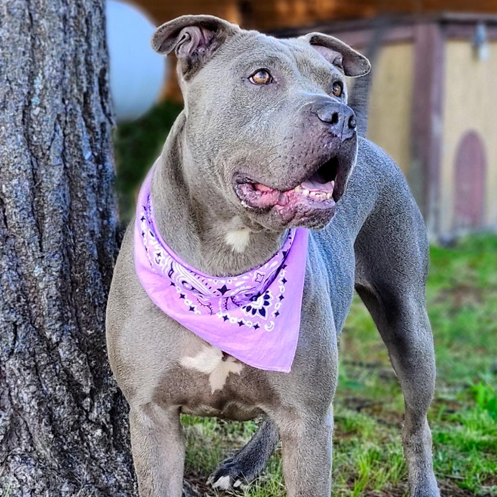 Gia