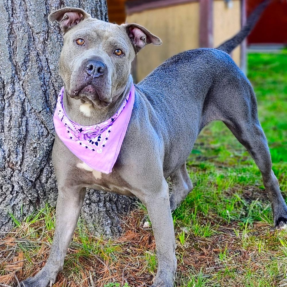 Gia