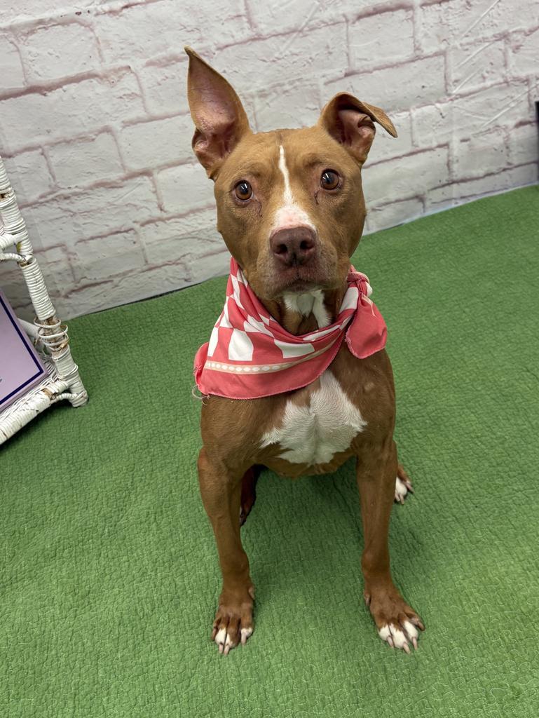 Barmbrack, Adoptable, Adult Female Mixed Breed.