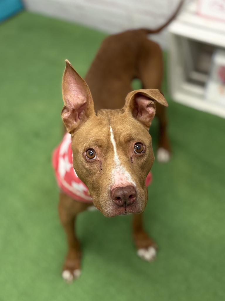 Enlarge Barmbrack, a Adoptable mixed breed in Detroit, MI image 2/6