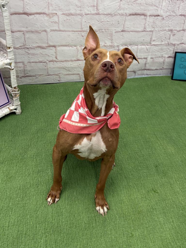 Enlarge Barmbrack, a Adoptable mixed breed in Detroit, MI image 3/6