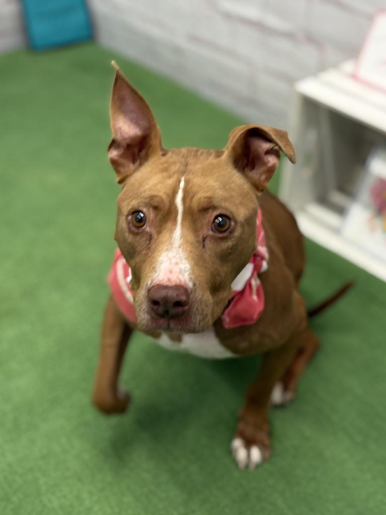 Enlarge Barmbrack, a Adoptable mixed breed in Detroit, MI image 4/6