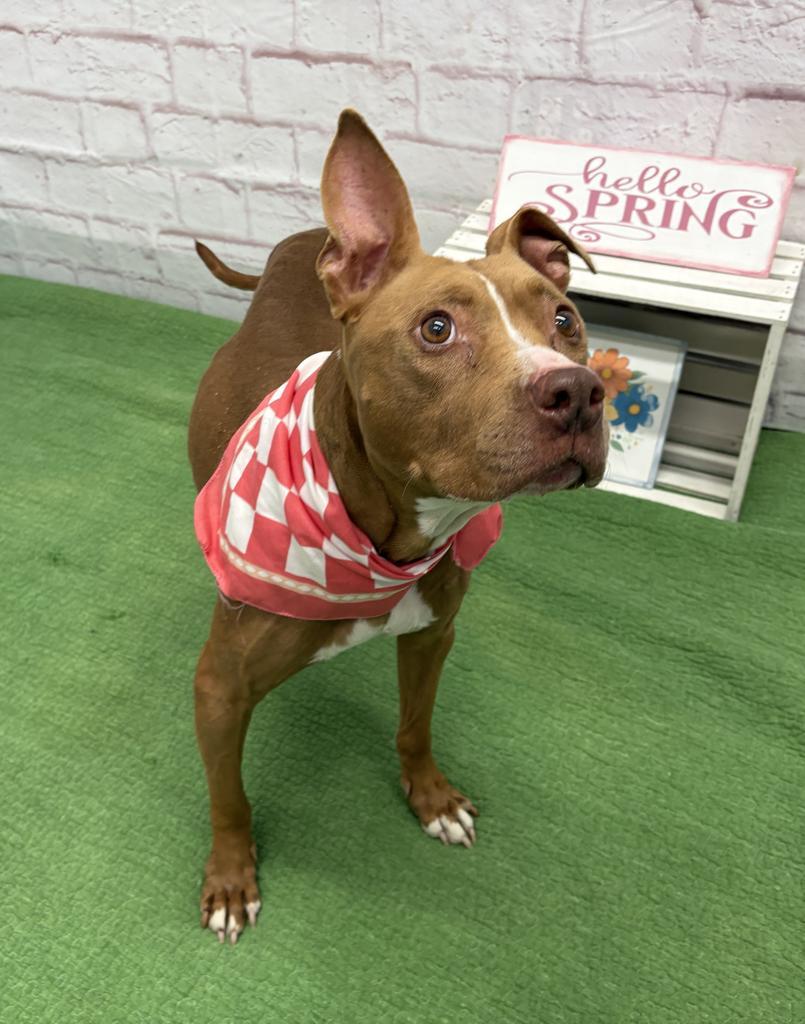 Enlarge Barmbrack, a Adoptable mixed breed in Detroit, MI image 5/6