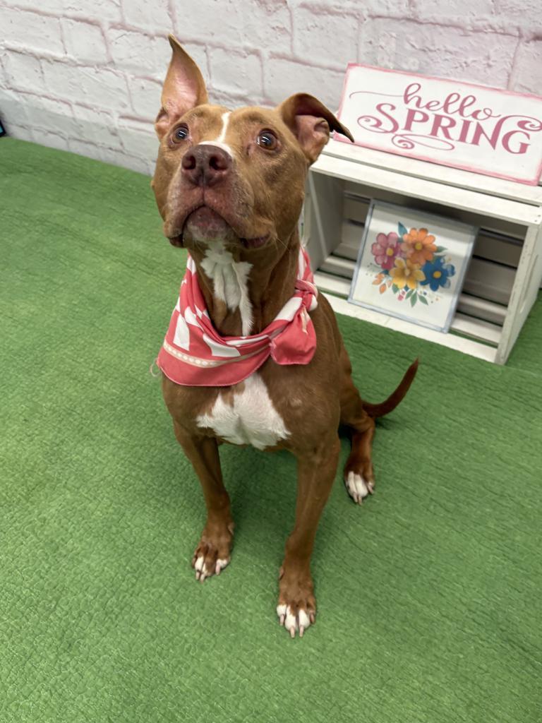 Enlarge Barmbrack, a Adoptable mixed breed in Detroit, MI image 6/6