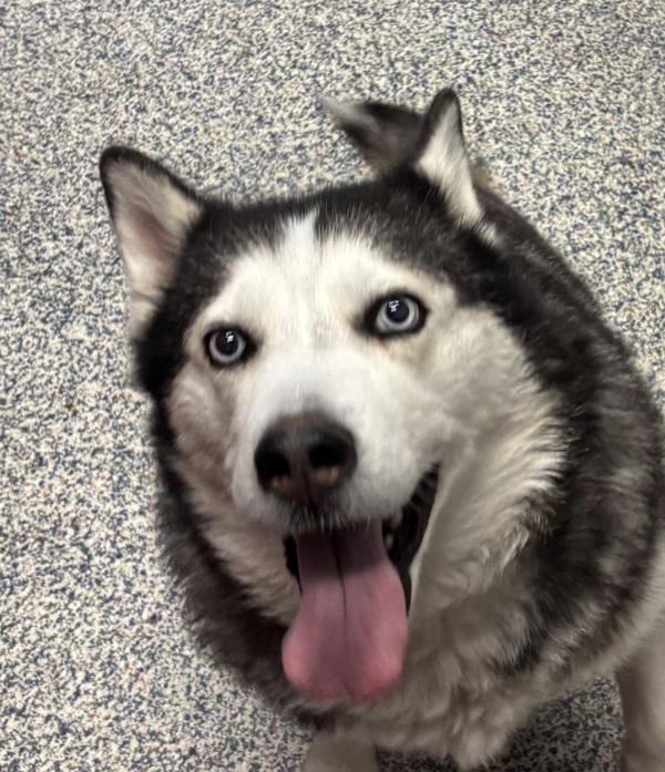 Laka, Adoptable, Adult Female Siberian Husky.