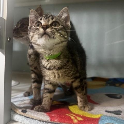 Sandy, a ADOPTABLE Domestic Short Hair in Hutchinson, MN image 5/6