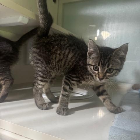 Sandy, a ADOPTABLE Domestic Short Hair in Hutchinson, MN image 3/6