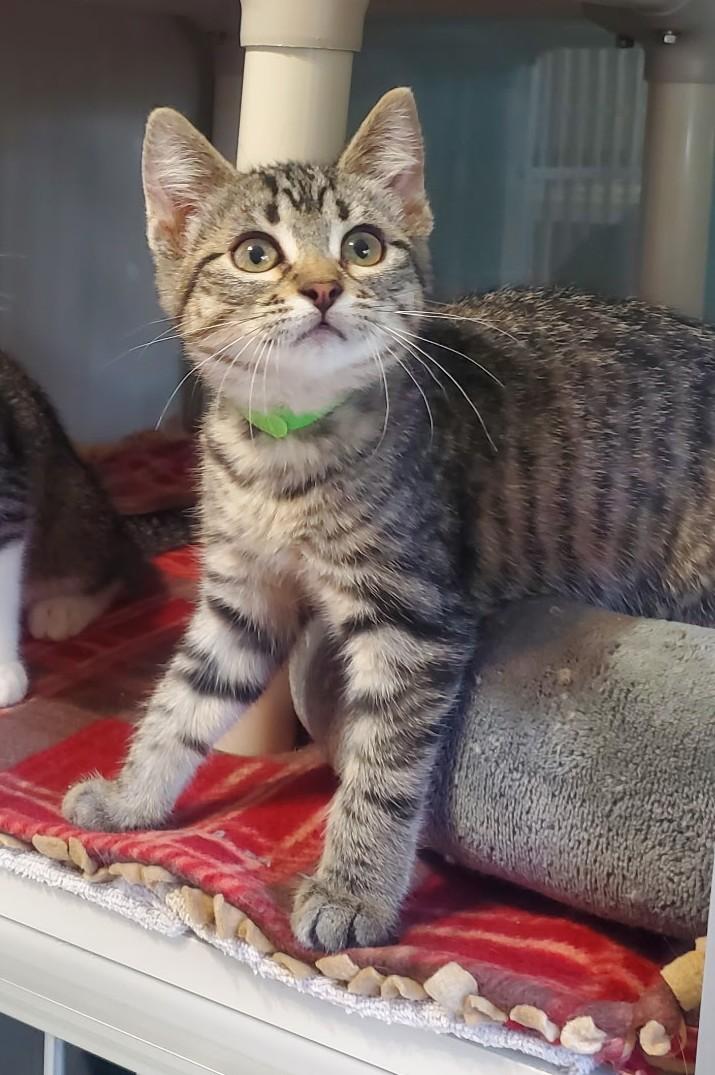 Sandy, ADOPTABLE, Kitten Female Domestic Short Hair.