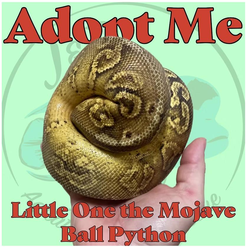 Little One the Mojave Ball Python, Adoptable, Adult Unknown Ball Python.