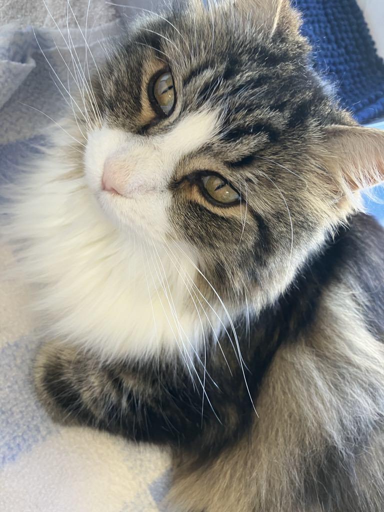 KoKo, an adoptable Domestic Long Hair in Brooks, AB, T1R 1B2 | Photo Image 1