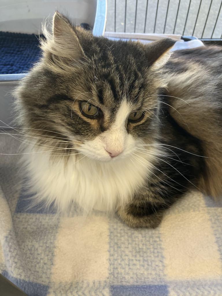 KoKo, an adoptable Domestic Long Hair in Brooks, AB, T1R 1B2 | Photo Image 3