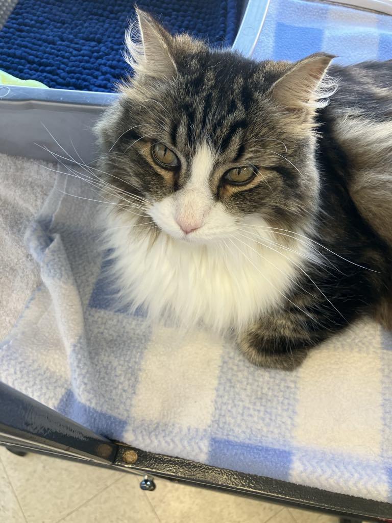 KoKo, an adoptable Domestic Long Hair in Brooks, AB, T1R 1B2 | Photo Image 2