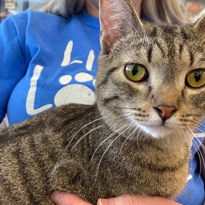 Vengeance, a Adoptable Domestic Short Hair in Fairborn, OH image 1/3